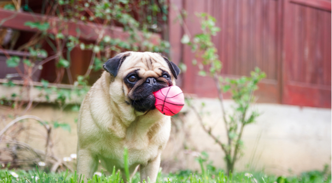Stock image of a pug with a ball