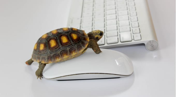 Image of a turtle on a computer mouse